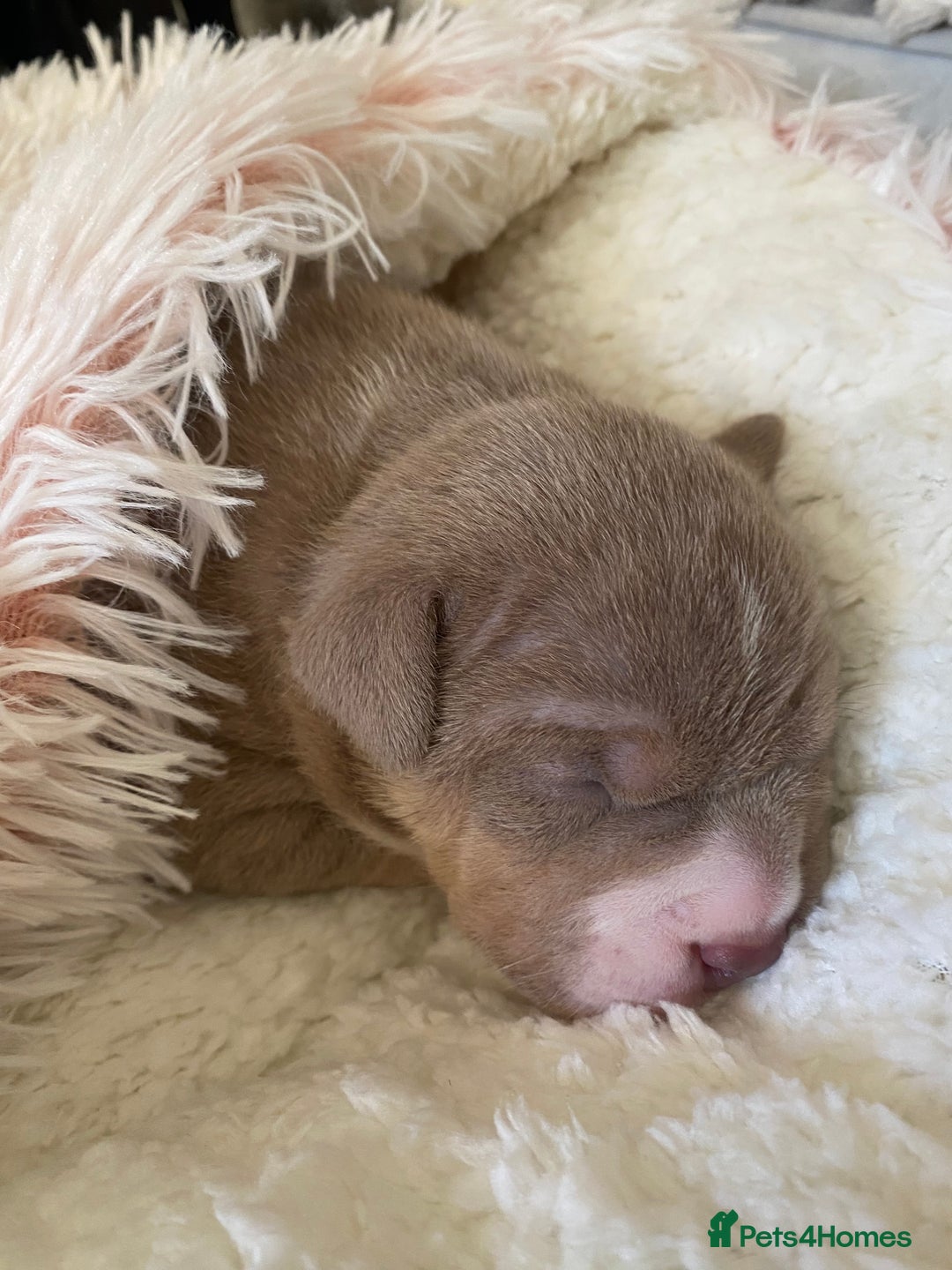 American Bully dogs for sale: American bully  - Advert 10