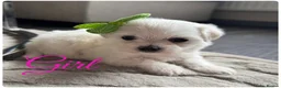 Maltese dogs for sale: Pure white Maltese puppies  - Advert 5