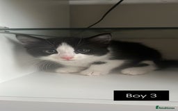 British Shorthair cats for sale: Ready to leave beautiful kittens!🥰❤️🌟 - Image 6
