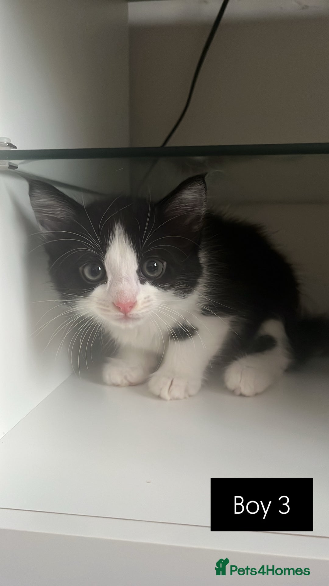 British Shorthair cats for sale: Ready to leave beautiful kittens!🥰❤️🌟 - Image 6