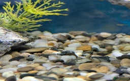 Tetras fish for sale: Endler guppies free to good home  - Image 1