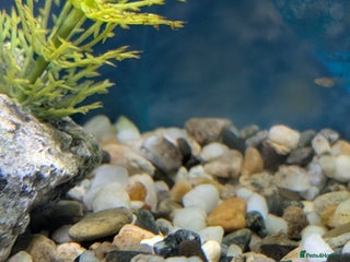 Tetras fish for sale - Advert 1