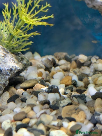 Tetras fish - Advert 1