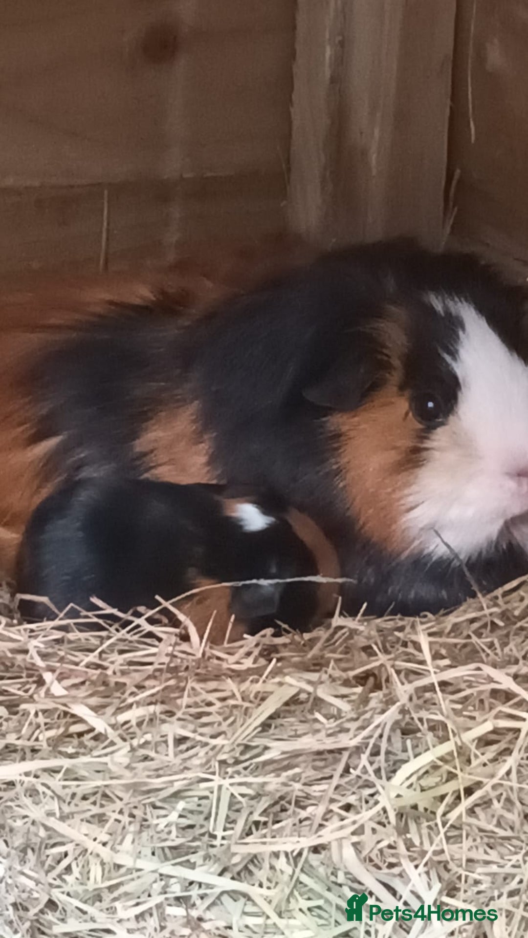 Guinea Pig rodents for sale: Baby Guniea pigs for sale - Advert 4