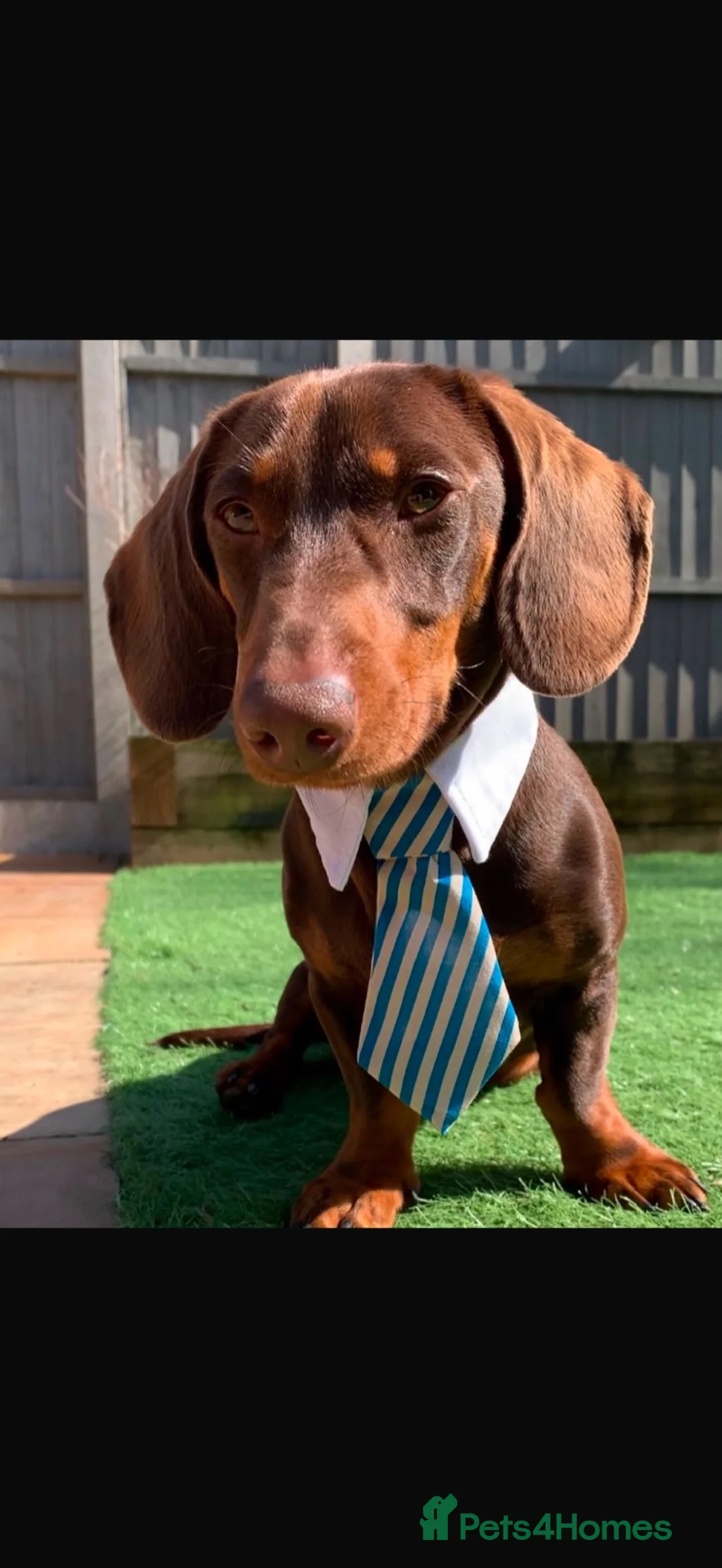 Miniature Dachshund dogs for sale: Our Therapy Dog Winnie had had 5 beauties  - Advert 4