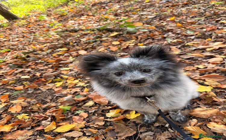 Pomeranian dogs Fox Face Merle Pomeranian Puppy - Advert 11