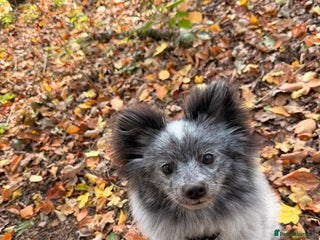 Pomeranian dogs Fox Face Merle Pomeranian Puppy - Advert 6