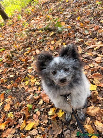 Pomeranian dogs Fox Face Merle Pomeranian Puppy - Advert 11