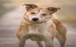 Mixed Breed dogs for adoption: Meet Honey, currently residing in Cheshire  - Image 8