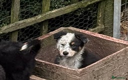 Border Collie dogs for sale: Border Collie Puppies  - Image 2