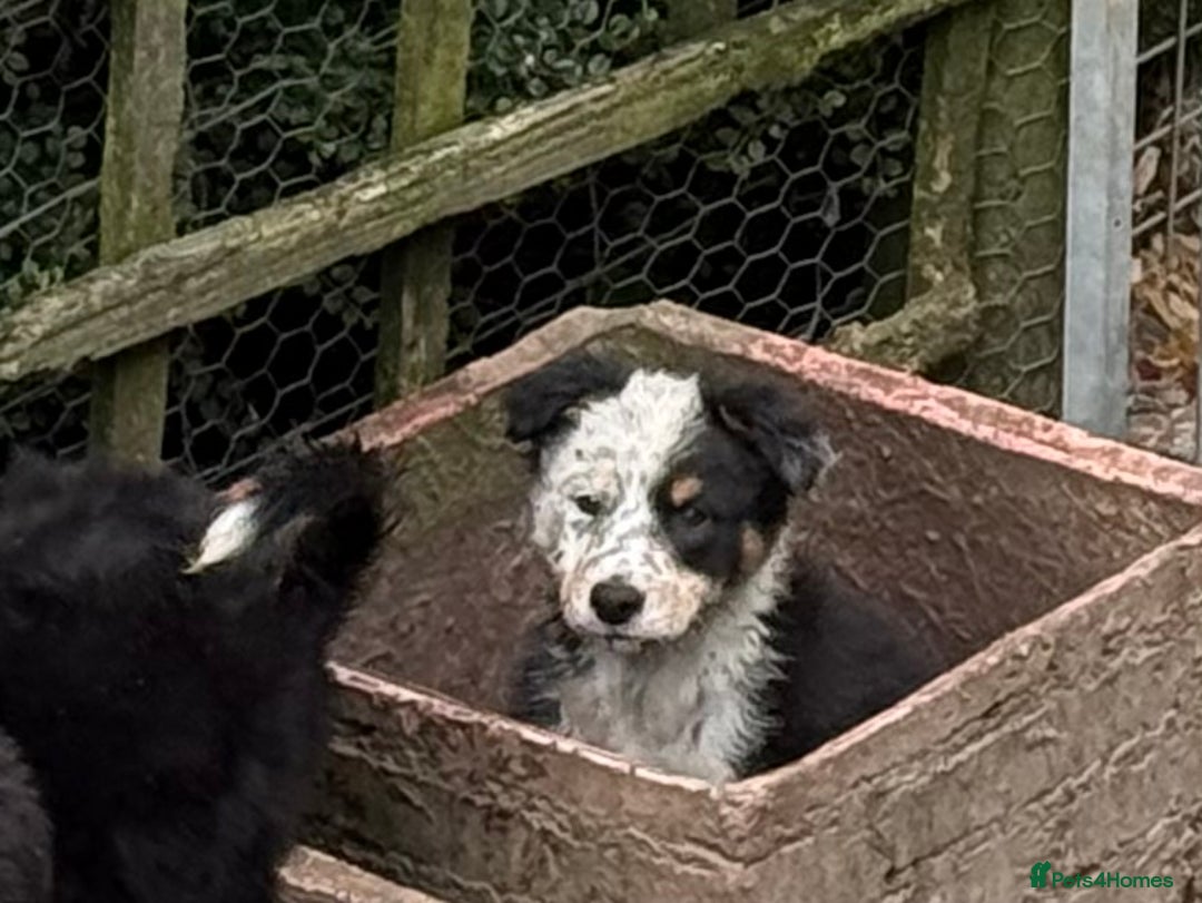 Border Collie dogs for sale: Border Collie Puppies  - Image 2