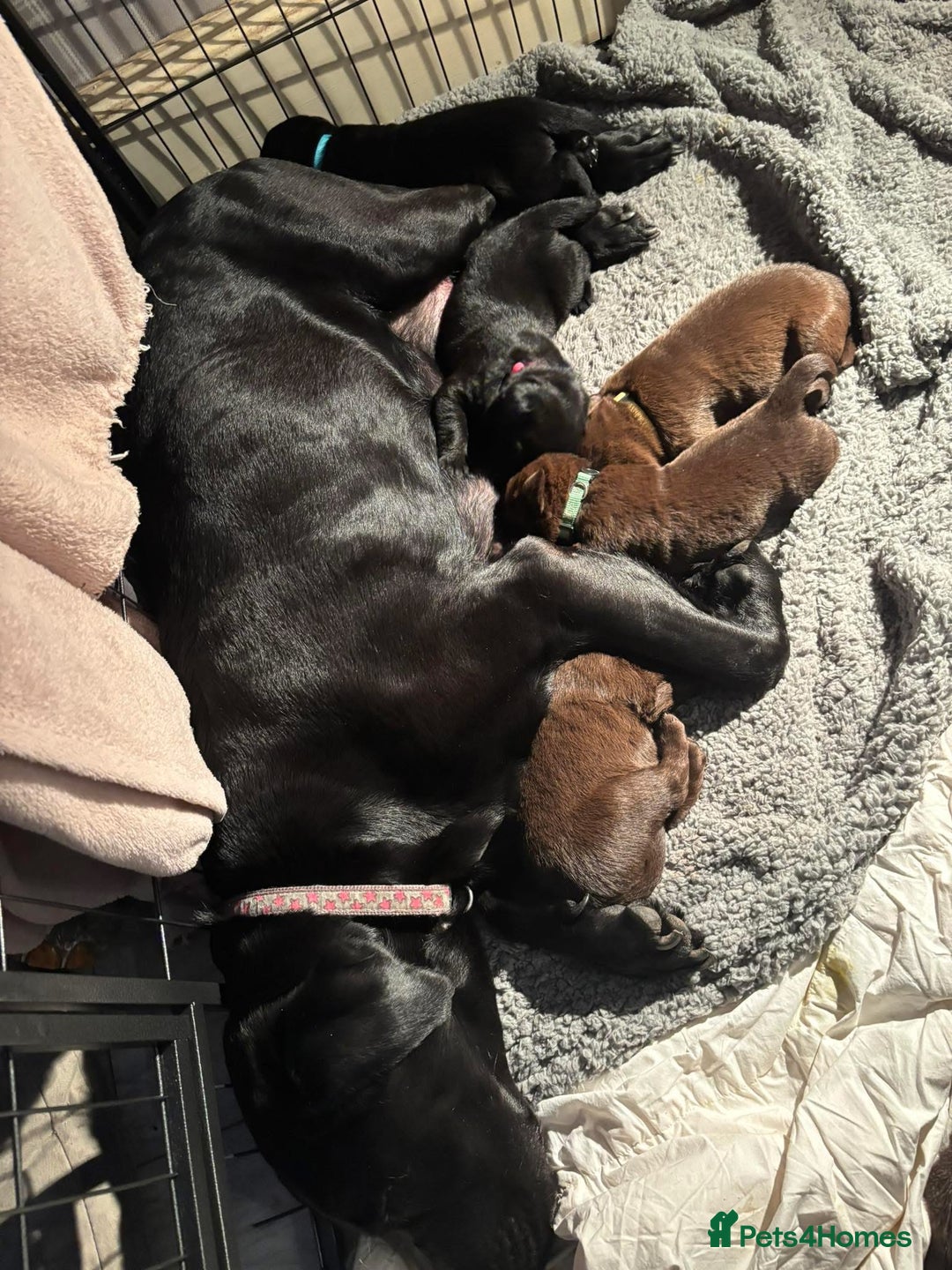 Labrador Retriever dogs for sale: Black & Chocolate Labrador pups  - Advert 8