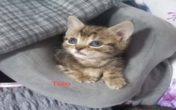 Bengal cats for sale: Mixed Bengal, adorable - Advert 6