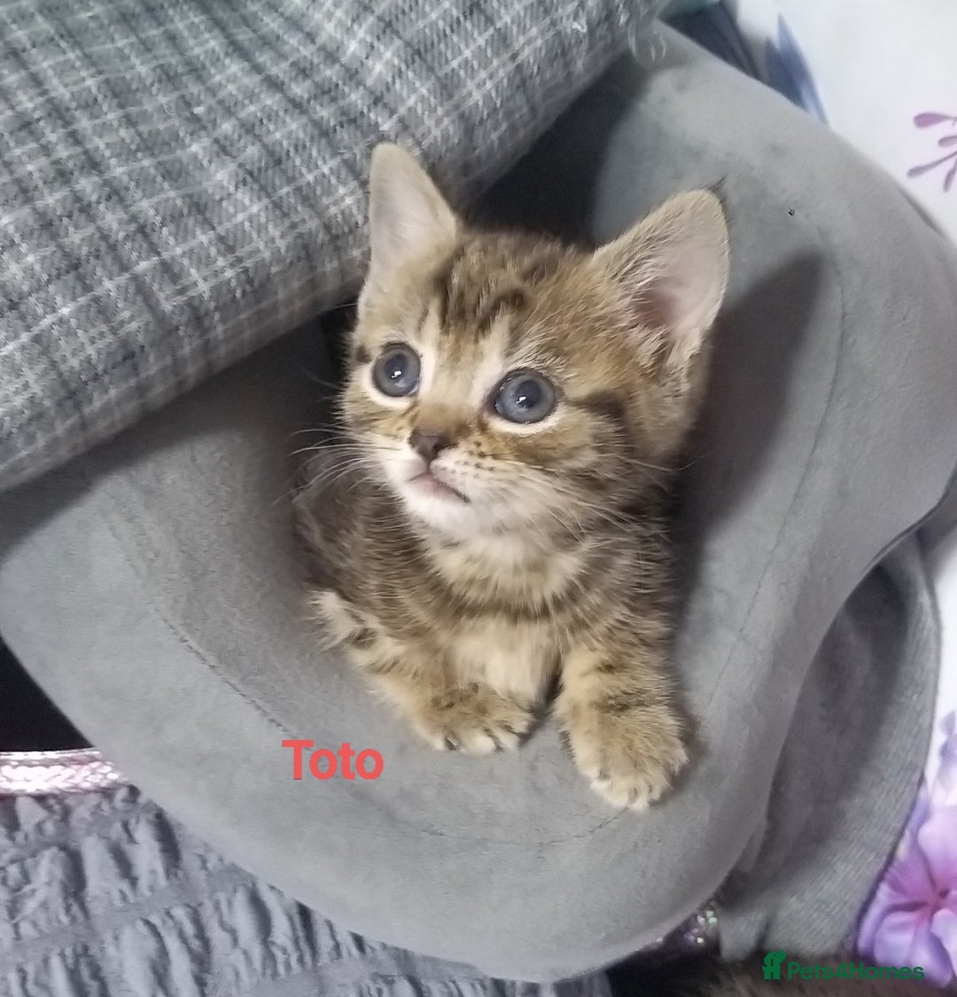 Bengal cats for sale: Mixed Bengal, adorable - Advert 6