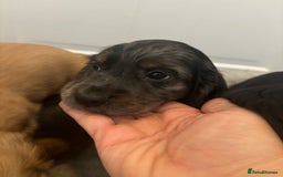 Cocker Spaniel dogs for sale: Chunky playful full Pedigree show type kc parents - Image 15