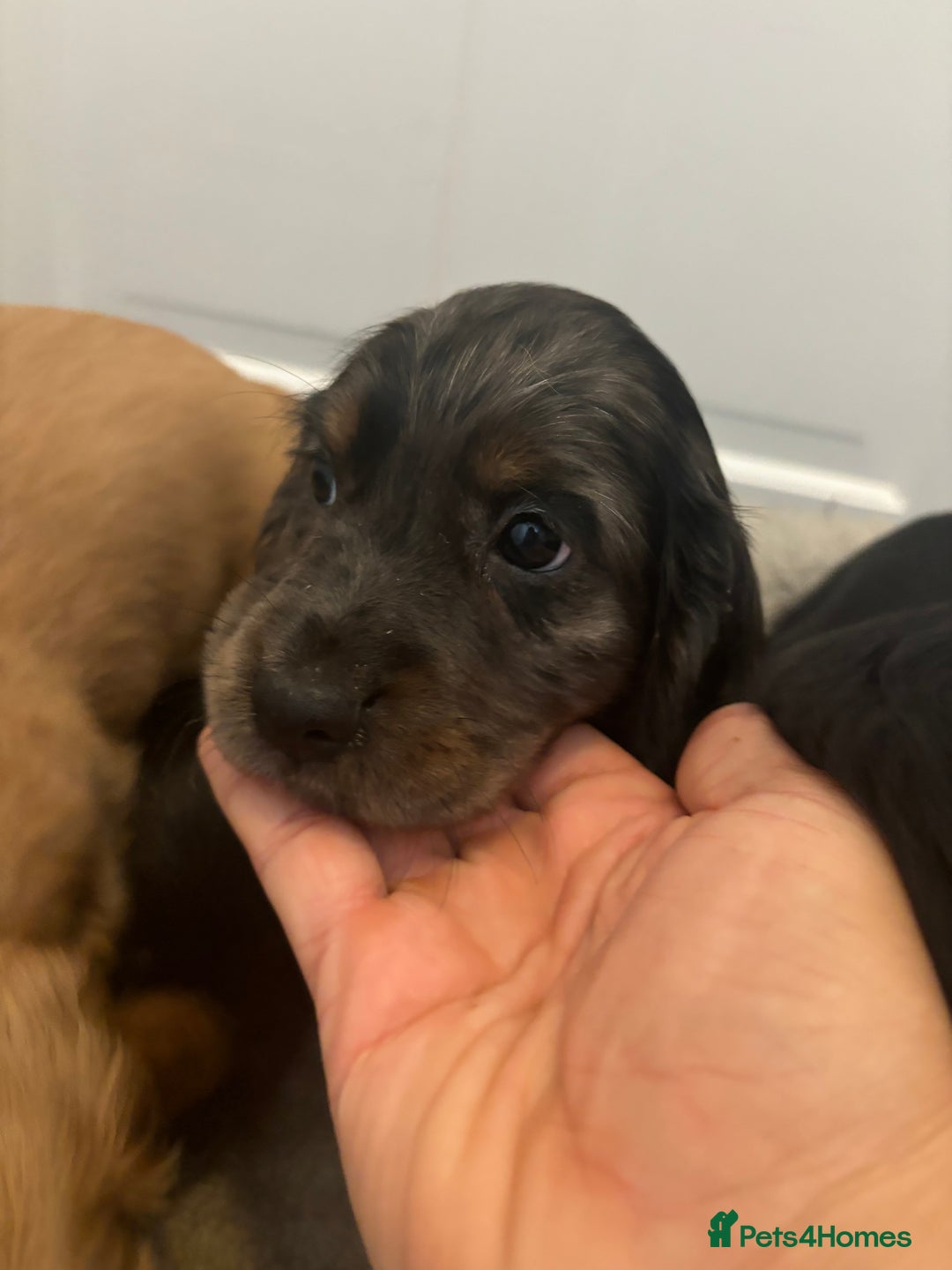 Cocker Spaniel dogs for sale: Chunky playful full Pedigree show type kc parents - Image 15