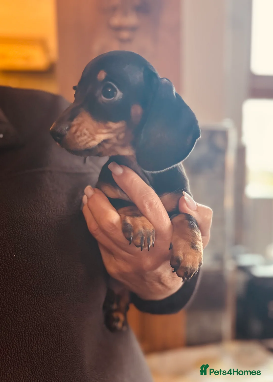 Miniature Dachshund dogs for sale: PRA clear, KC girls, licensed breeder - Advert 5