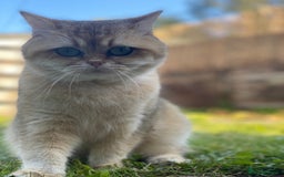 British Shorthair cats for sale: Adorable British Shorthair girl  - Image 5