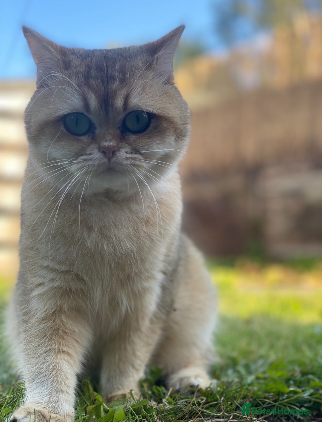 British Shorthair cats for sale: Adorable British Shorthair girl  - Image 5