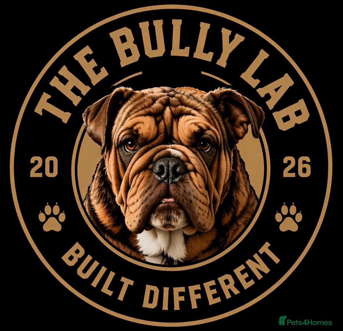 English Bulldog dogs English bulldog Fully KC registered - Advert 1