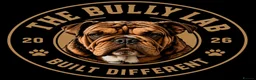 English Bulldog dogs for sale: English bulldog Fully KC registered @TheBullyLab26 - Advert 1