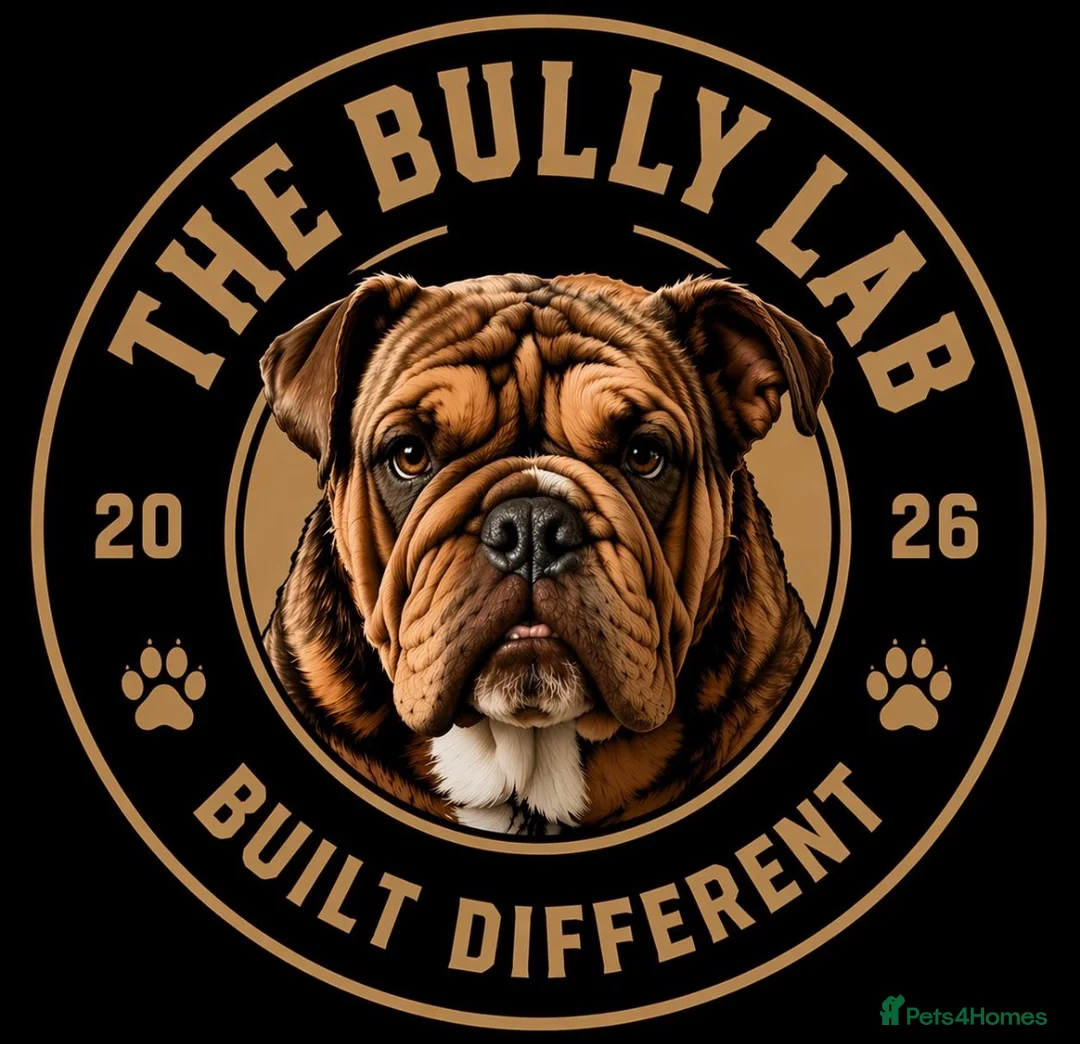 English Bulldog dogs for sale: English bulldog Fully KC registered @TheBullyLab26 - Advert 1