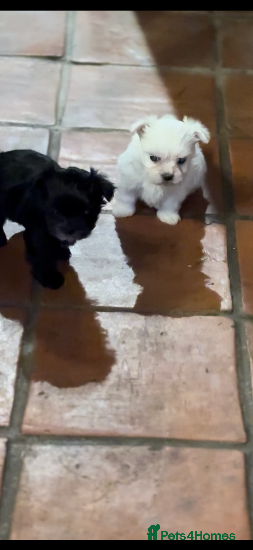 Morkie dogs for sale: Beautiful fluffy maltese - Advert 13