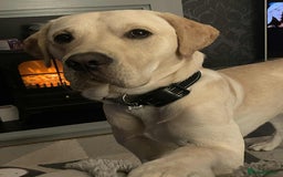 Labrador Retriever dogs for sale: Golden labrador - Image 3
