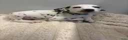 Dalmatian dogs for sale: Dalmatian puppies - Advert 31