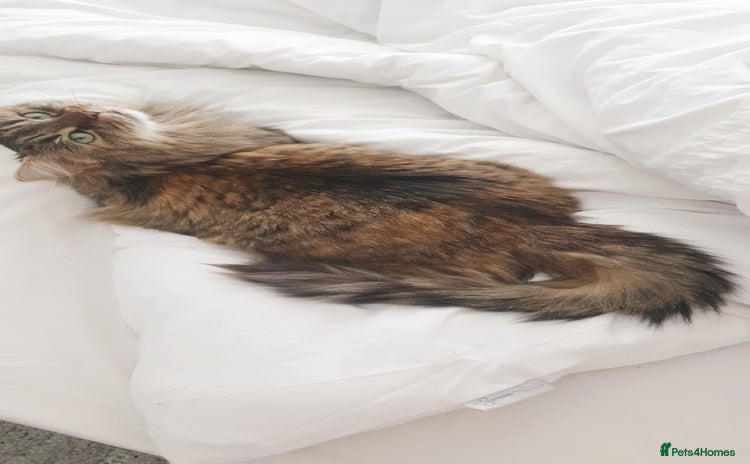 Mixed Breed cats - Advert 3