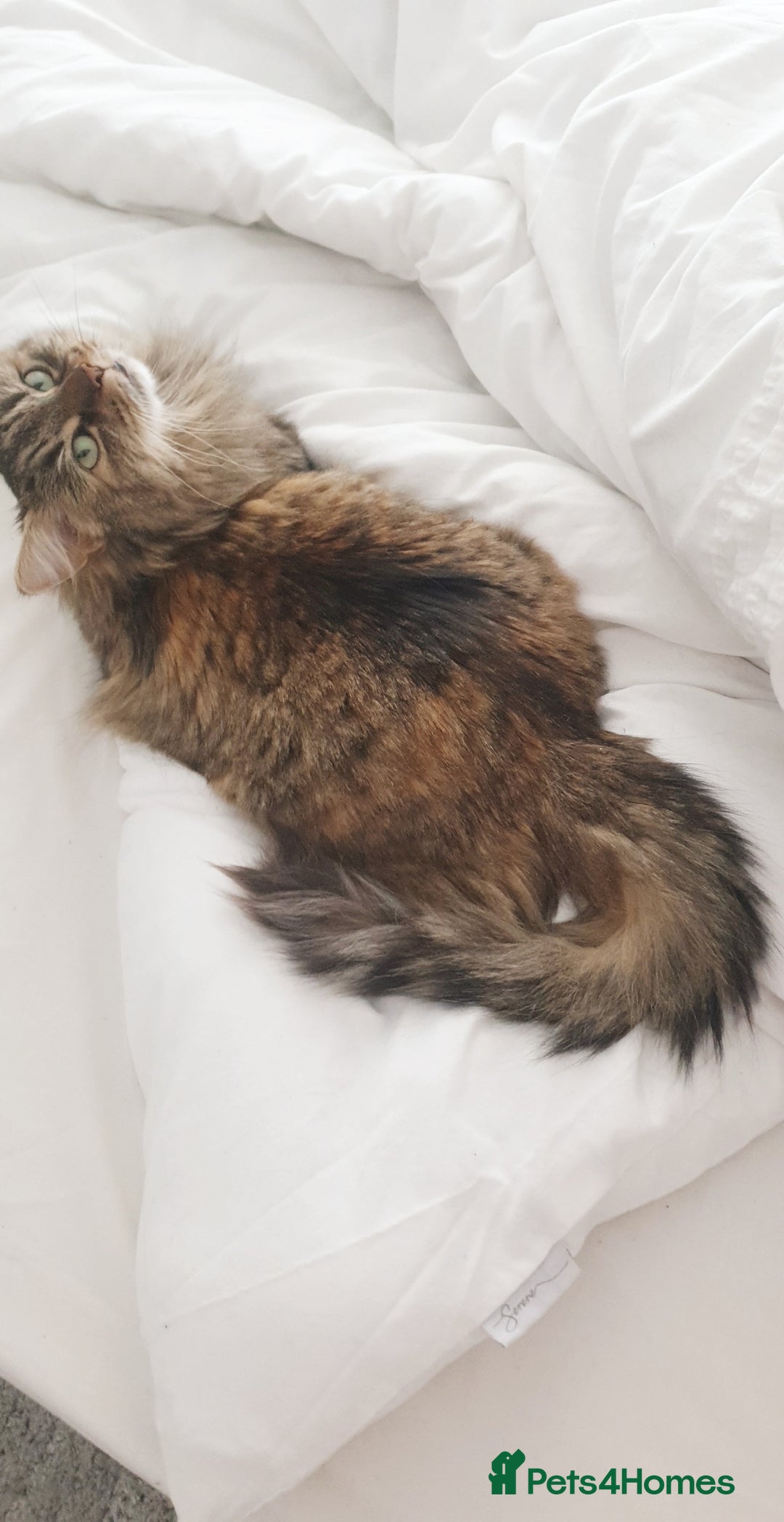 Mixed Breed cats for sale: Frankie  - Image 1