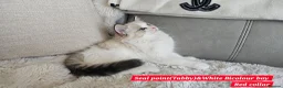 Ragdoll cats for sale:  GCCF Ragdolls kittens  - Advert 6