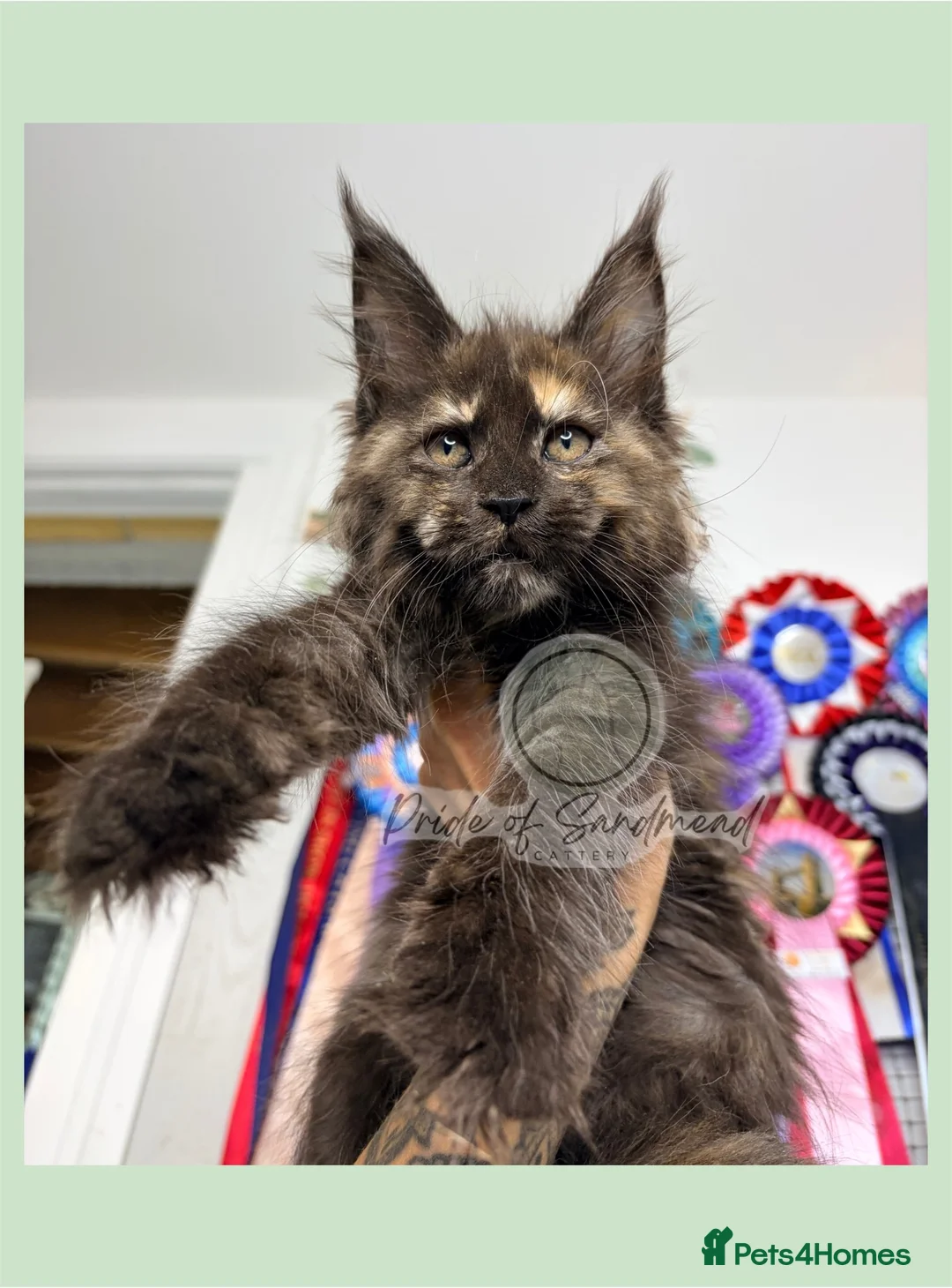 Maine Coon cats for sale: Family Raised Russian Maine Coons - Advert 2