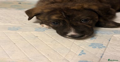 Mixed Breed dogs 8 beautiful pups for sale - Advert 4