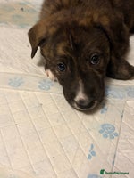 Mixed Breed dogs 8 beautiful pups for sale - Advert 4