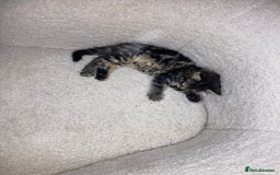 Mixed Breed cats for sale: 2 x 11 week old Female Kittens must go together!  - Image 6