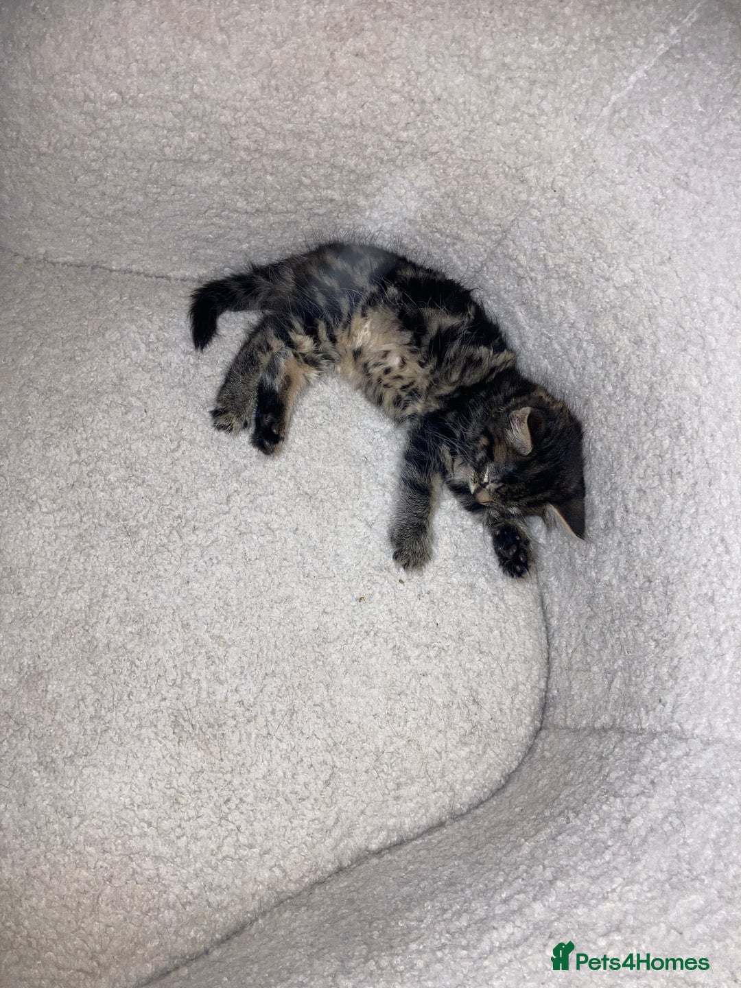Mixed Breed cats for sale: 2 x 11 week old Female Kittens must go together!  - Image 6