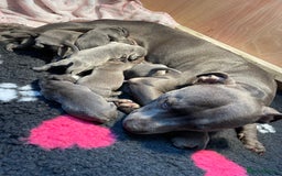 Staffordshire Bull Terrier dogs for sale:   Champion-KC.Reg.Blue Staffordshire Bull Terrier  - Image 2