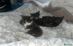 Mixed Breed cats for sale: Fluffy kittens - Image 2