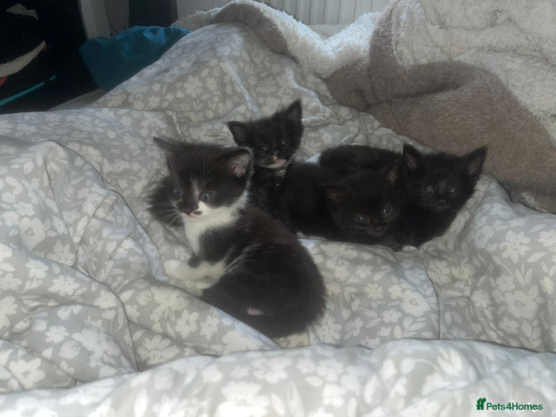 Mixed Breed cats for sale: Fluffy kittens - Image 2