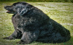 Newfoundland dogs for sale: Newfoundland X - Image 6
