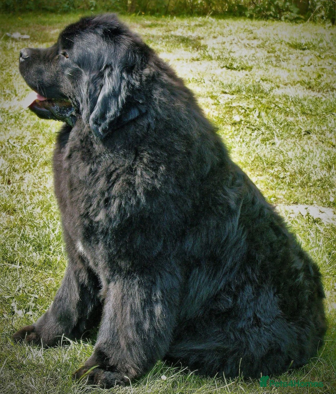 Newfoundland dogs for sale: Newfoundland X - Image 6