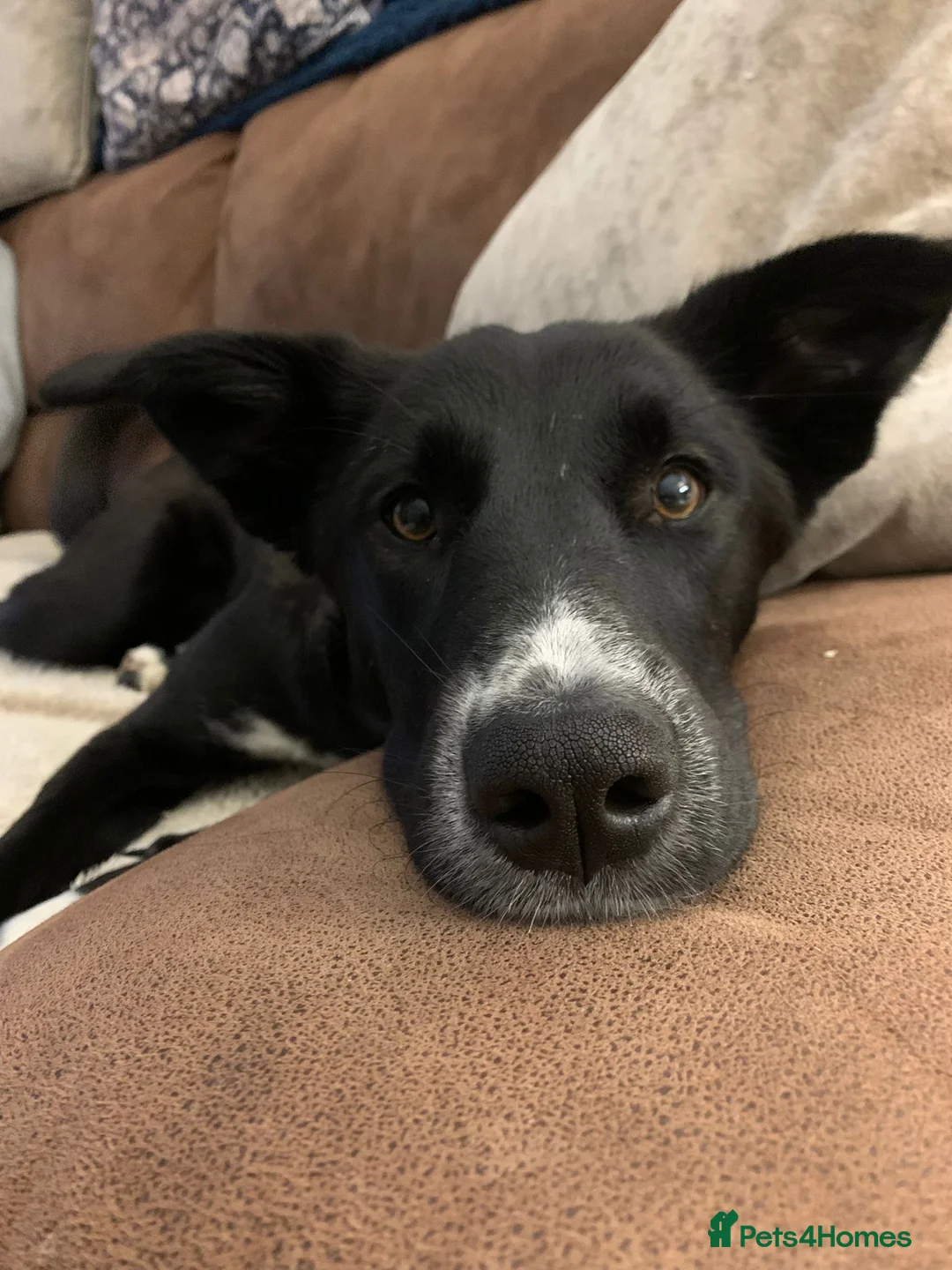 Mixed Breed dogs for adoption: MEET LOVELY FIG in Tonbridge - Advert 2