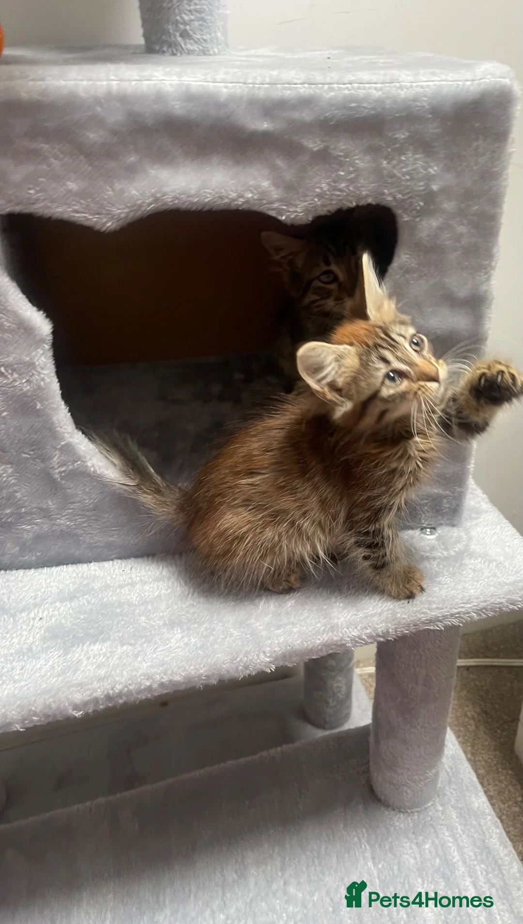 Mixed Breed cats for sale: Lovely kittens ready  - Advert 2