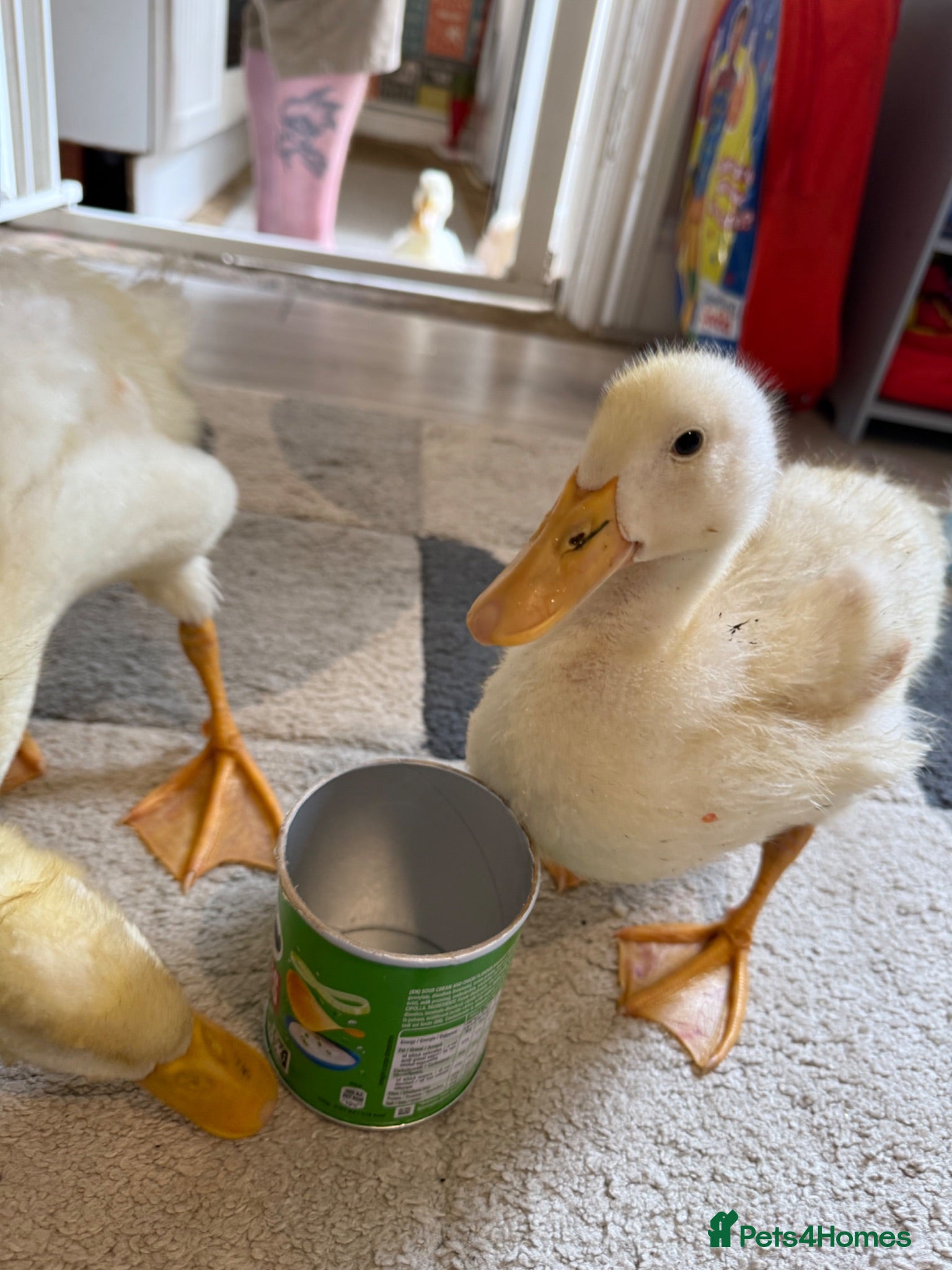 Ducks poultry Cherry valley ducklings  - Advert 1