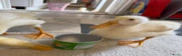 Ducks poultry for sale: Cherry valley ducklings  - Advert 1