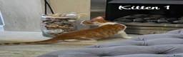 Mixed Breed cats for sale: Litter of 4 ginger tabbys available for rehoming - Advert 24