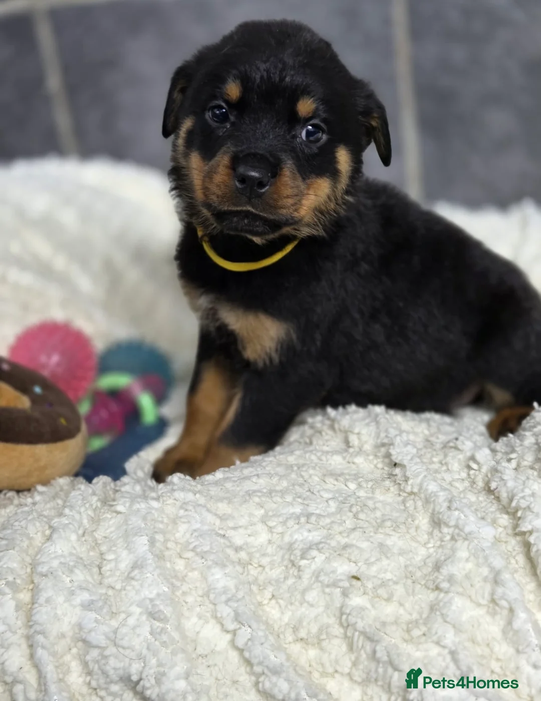 Rottweiler dogs for sale: Stunning Rottweiler pups - Advert 4
