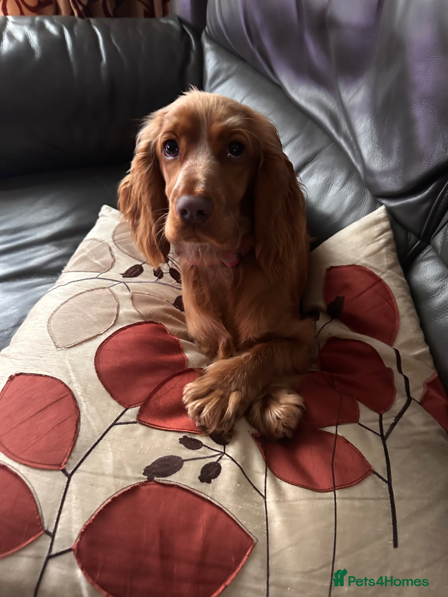 Cocker Spaniel dogs Beautiful Cocker Spaniel Puppies – Ready Mid April - Advert 2