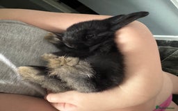 Dwarf Lop rabbits for sale: VERY Friendly lop rabbits - ready now!!  - Image 11